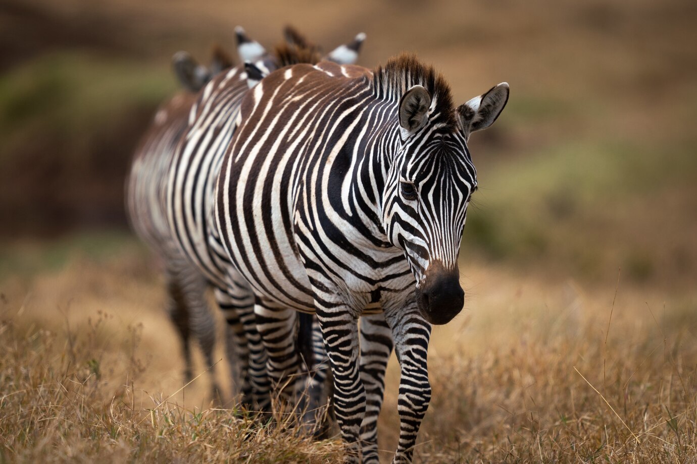 07 Days Tanzania Safari