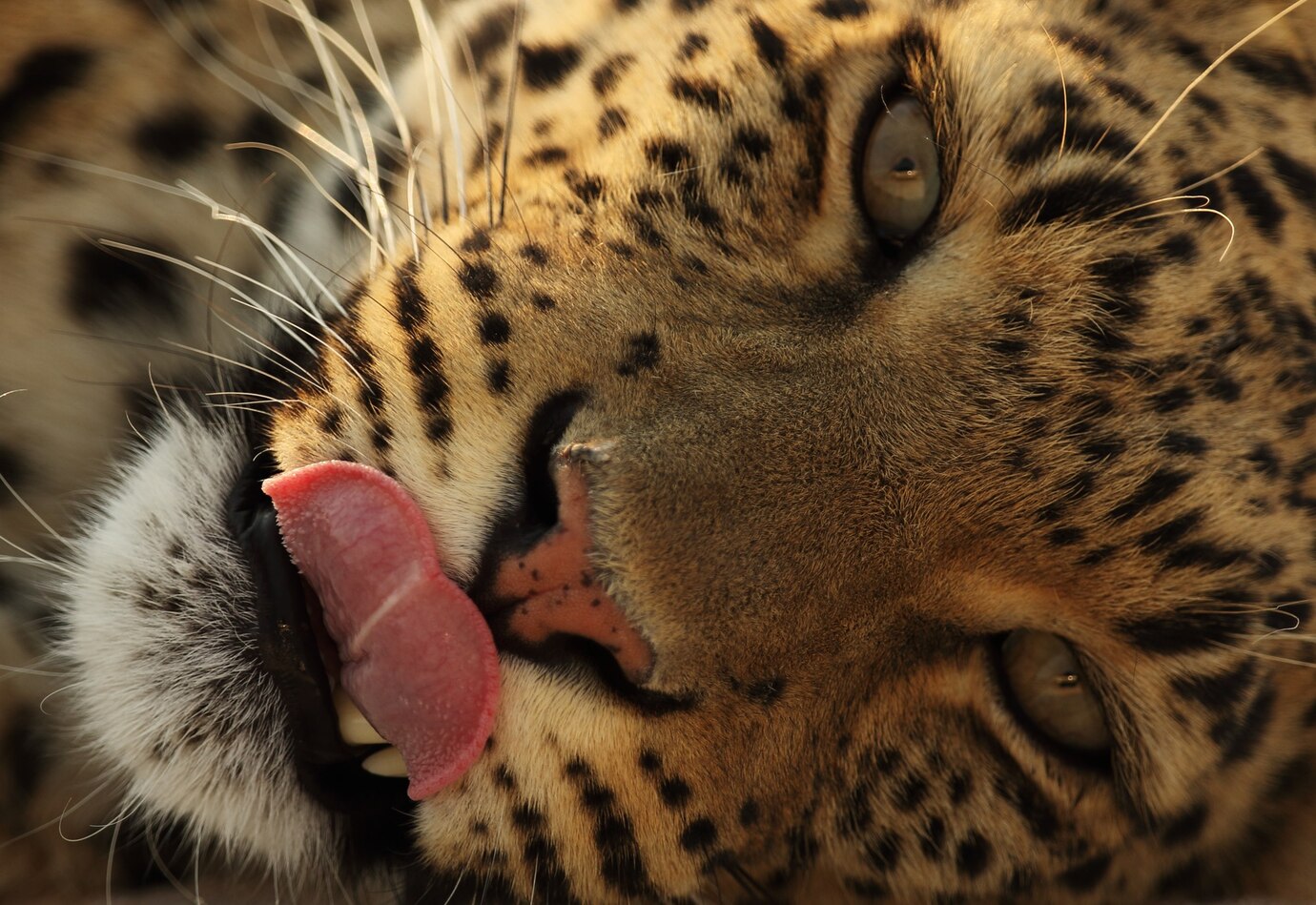 5 Days Tanzania Safari